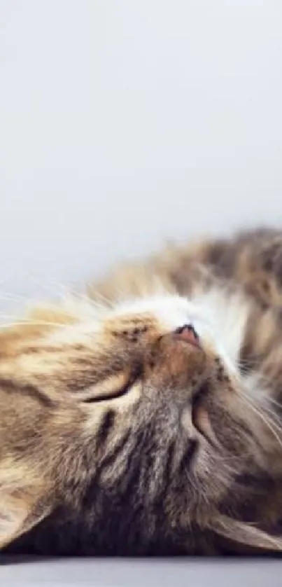 Serene wallpaper of a cat peacefully sleeping on its side.