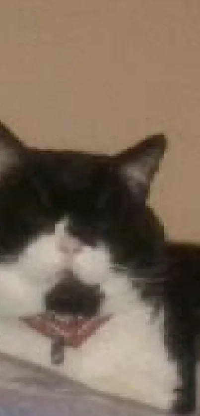 Close-up of a relaxed black and white cat on a beige background.