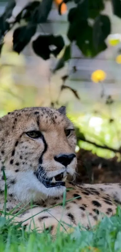 Cheetah resting in grass with lush greenery background.