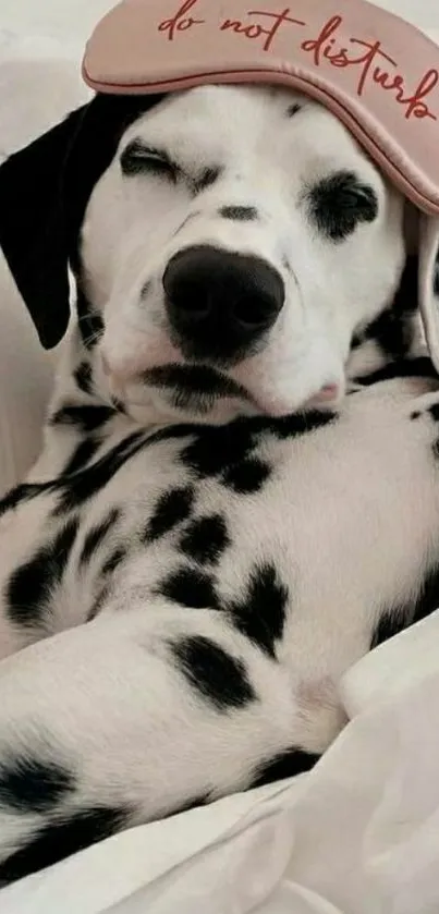 Sleeping Dalmatian dog wearing a pink eye mask.