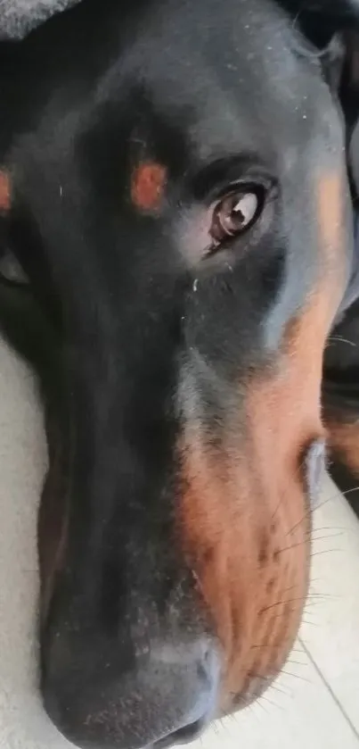 Closeup of a relaxed Doberman lying down.