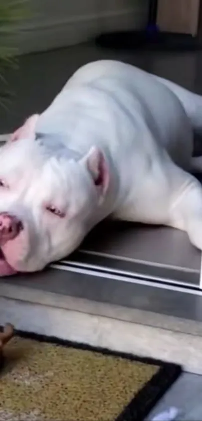 A white dog lounging by a glass door, exuding relaxation.