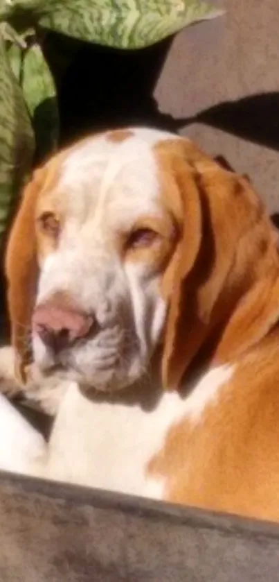 Calm dog lying in a planter, sunlight on fur.