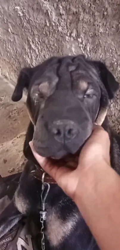 Serene dog resting with hand gently holding its face against a textured wall.