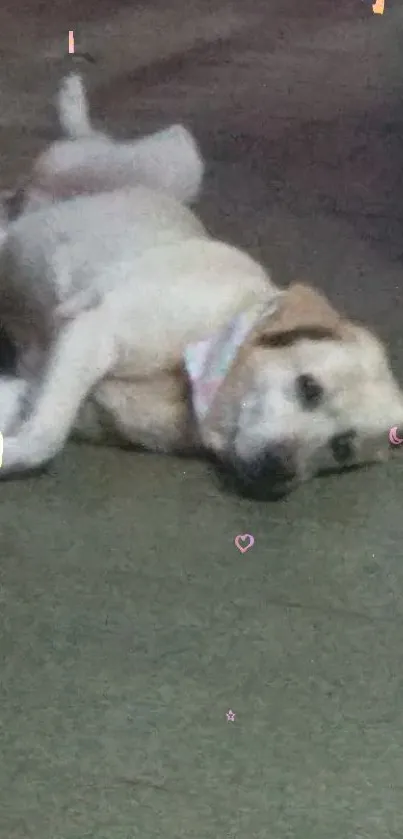 Relaxed dog lying comfortably on beige carpet.