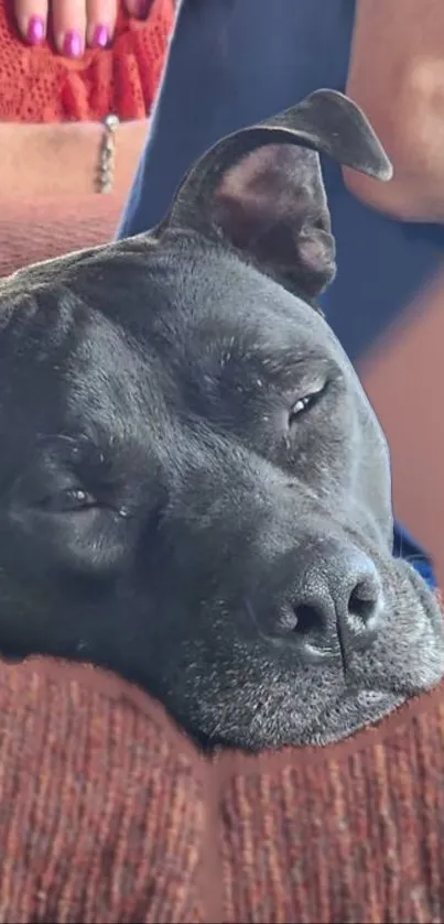 Serene black dog resting on a brown couch.