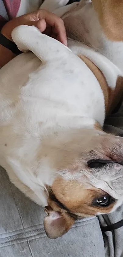 A relaxed brown and white dog lying comfortably on a couch.