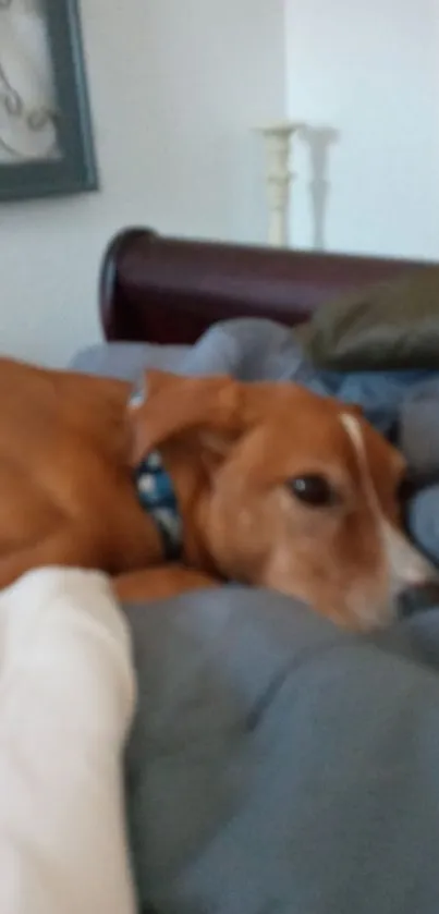 Cozy wallpaper of a dog relaxing on a bed with brown and grey tones.