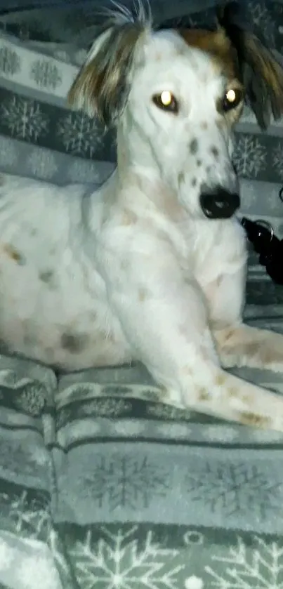 Calm dog lying on a snowflake-patterned blanket.