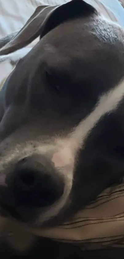 Gray dog resting on a striped pillow, eyes closed.