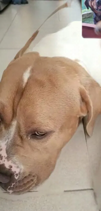 Relaxed brown dog on a tiled floor with video call inset.