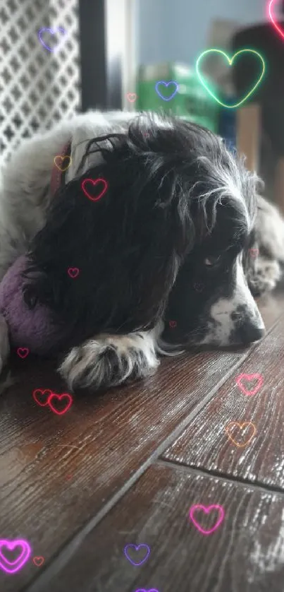 Dog lying on wooden floor with a plush toy.