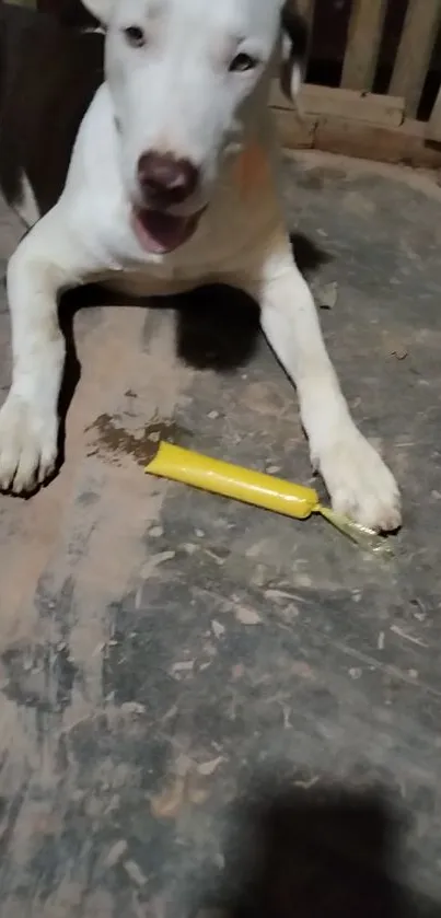 A dog laying on a floor with a yellow toy, looking relaxed.