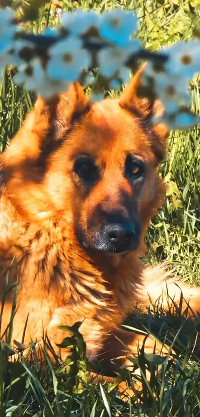 German Shepherd resting in sunlit grass with flower branches above.