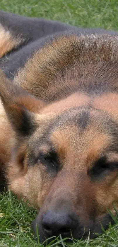 German Shepherd resting peacefully on grass, close-up view.