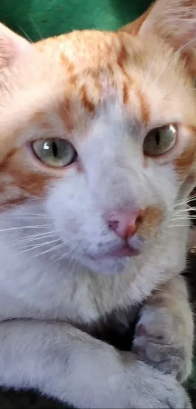 Serene ginger and white cat with green eyes.