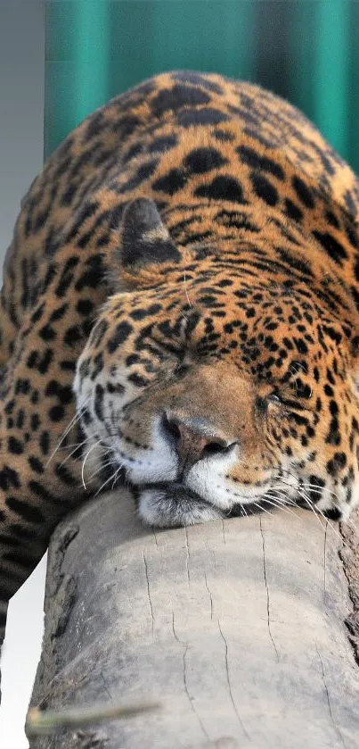 Jaguar comfortably lying on a log in natural setting.