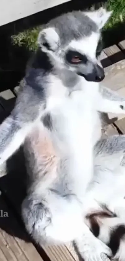 A lemur relaxing on a sunlit wooden deck.