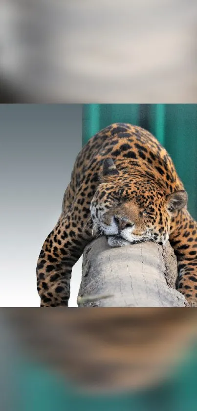 Relaxed leopard lying on a log, perfect for nature enthusiasts.