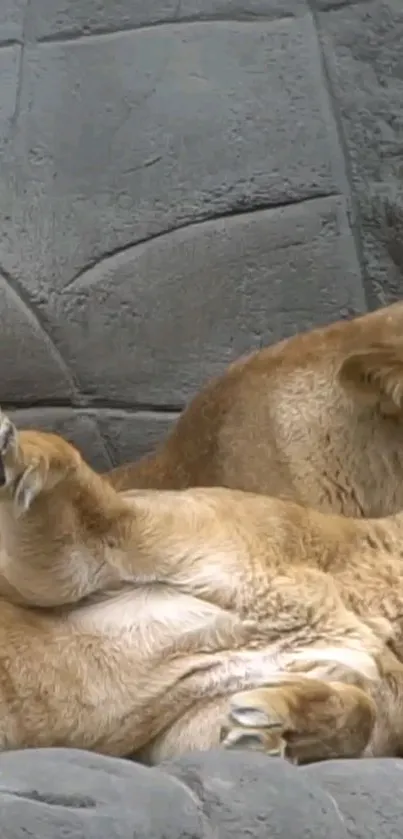 Lion resting on gray rock, serene wallpaper.