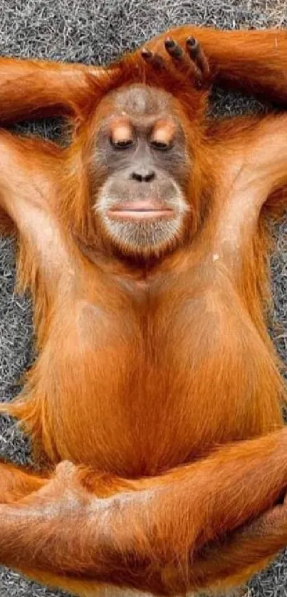 Relaxed orangutan lying on grass with arms behind head. Vibrant orange fur.