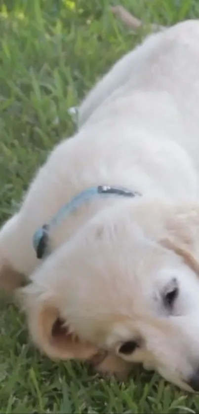 Golden retriever puppy resting on green grass with a blue collar.