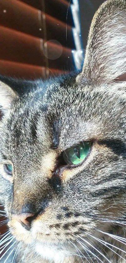 Close-up portrait of a tabby cat by a window.