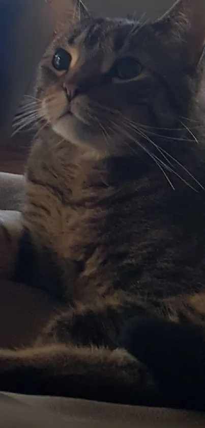 Tabby cat lounging gracefully on a soft surface, exuding calm and warmth.