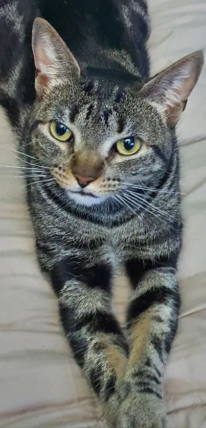 Relaxed tabby cat on soft beige bed in a cozy setting.