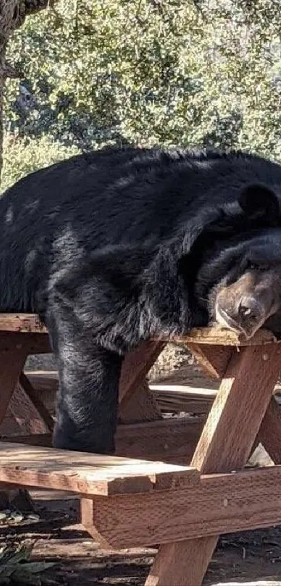 Black bear resting on a picnic table in a forest setting.