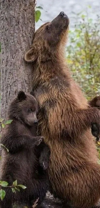 Bear and cub relaxing against tree in forest scene.