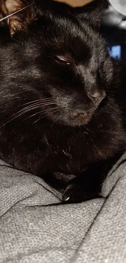 Black cat peacefully resting under moonlight in dark cozy setting.