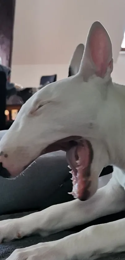 Yawning bull terrier in cozy indoor setting wallpaper.