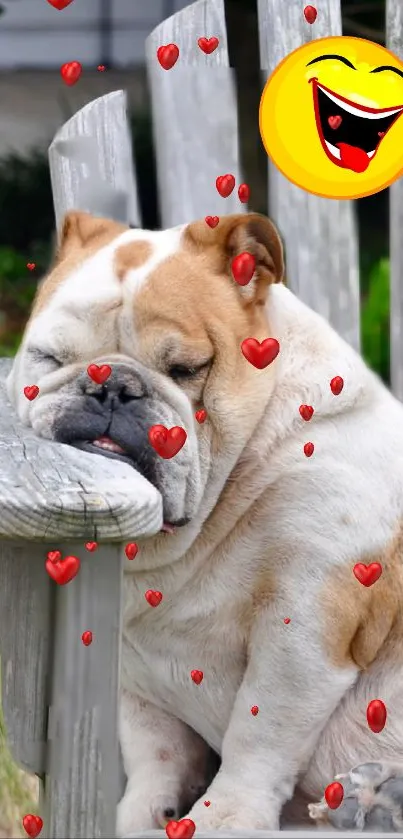 Bulldog relaxing on a wooden chair outdoors.