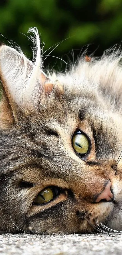 Close-up of a fluffy cat lying down, looking relaxed with green eyes.