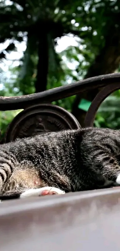 Cat relaxing on a garden bench with lush greenery in the background.