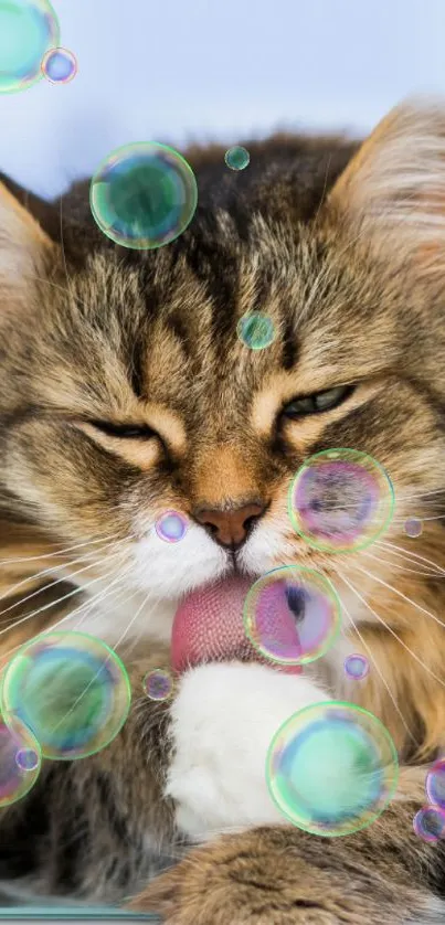 Fluffy cat licking its paw on blue background.