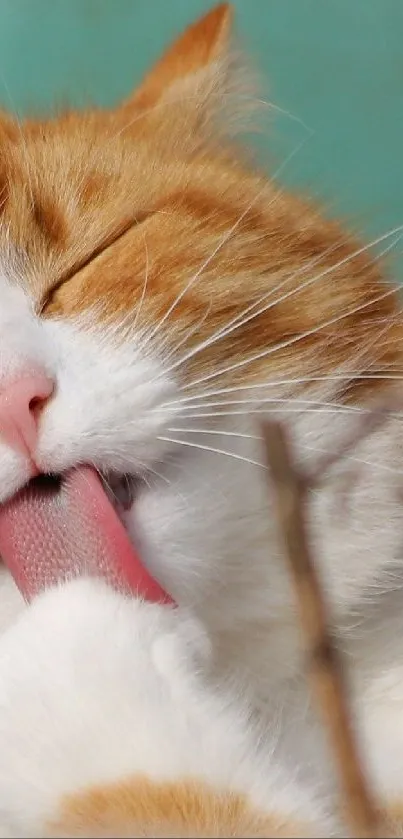 Relaxed ginger cat licking its paw in a serene moment.