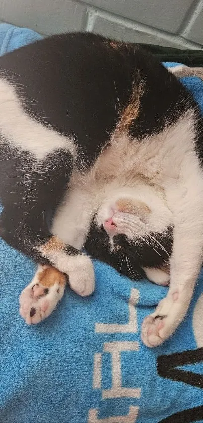 Calico cat sleeping on a blue blanket.