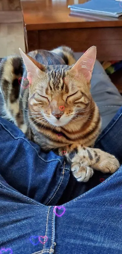 A relaxed cat sitting on blue jeans, exuding a cozy and calm atmosphere.