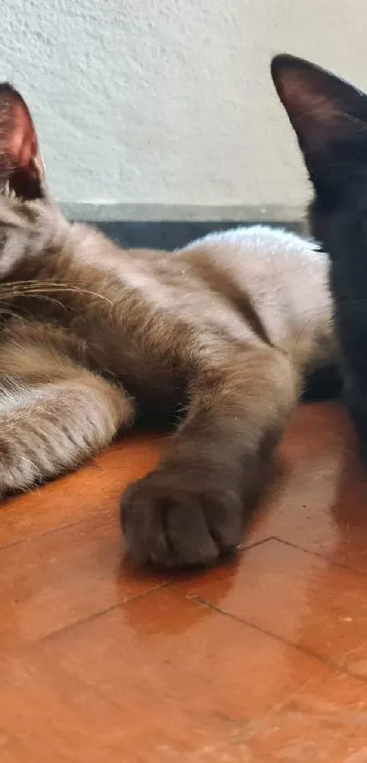 Two cats resting on a warm-toned wooden floor.