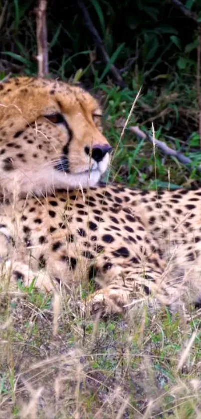 Cheetah resting in tall grass, close-up view.