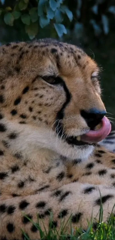 Cheetah resting with tongue out on grass.