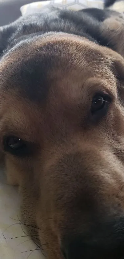 Close-up of a relaxed dog's face on a bed.