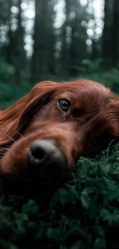 A calm dog relaxing in a lush green forest.