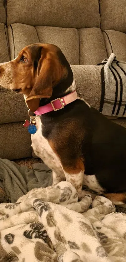 Beagle sitting on a soft sofa, surrounded by cozy blankets.