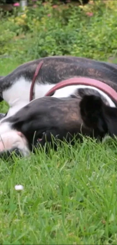 Relaxed dog laying on green grass outdoors.