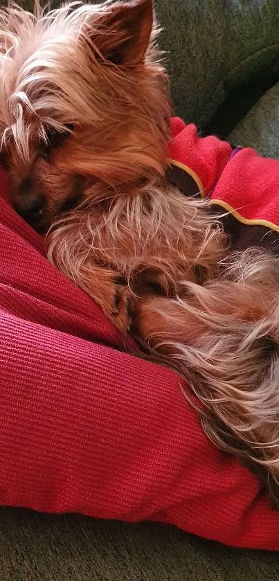 A small Yorkshire Terrier sleeping on a red cushion, creating a cozy scene.