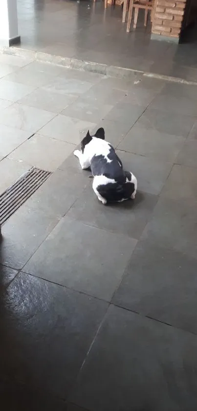 Dog resting on a gray tiled floor indoors.