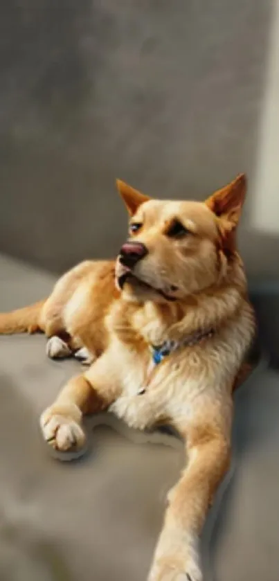 Relaxed dog lying in a serene setting, exuding calmness and warmth.